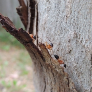 Camponotus consobrinus at Conder, ACT - 19 Dec 2016 07:38 AM