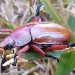 Anoplognathus montanus (Montane Christmas beetle) at Kambah, ACT - 24 Jan 2017 by MatthewFrawley