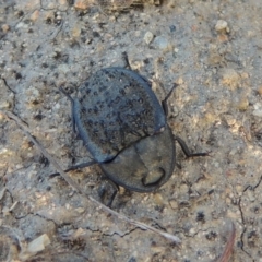 Helea ovata (Pie-dish beetle) at Tennent, ACT - 4 Jan 2017 by michaelb