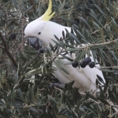 Cacatua galerita (Sulphur-crested Cockatoo) at Conder, ACT - 21 May 2016 by michaelb