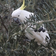 Cacatua galerita (Sulphur-crested Cockatoo) at Pollinator-friendly garden Conder - 20 May 2016 by michaelb