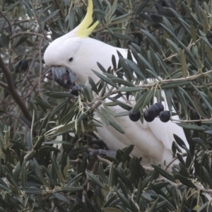 Cacatua galerita at Conder, ACT - 21 May 2016