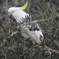 Cacatua galerita at Conder, ACT - 21 May 2016