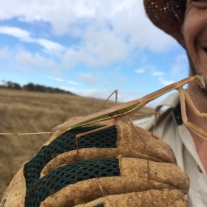 Tenodera australasiae at Hume, ACT - 24 Jan 2017