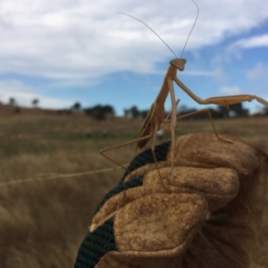 Tenodera australasiae at Hume, ACT - 24 Jan 2017 11:14 AM