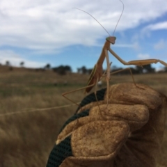 Tenodera australasiae at Hume, ACT - 24 Jan 2017