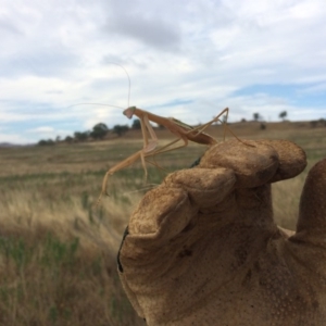 Tenodera australasiae at Hume, ACT - 24 Jan 2017 11:14 AM