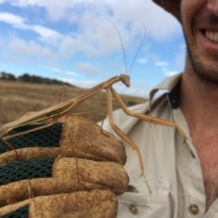 Tenodera australasiae at Hume, ACT - 24 Jan 2017 11:14 AM