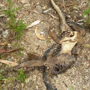 Varanus rosenbergi at Greenleigh, NSW - 28 Dec 2016