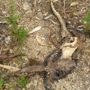 Varanus rosenbergi at Greenleigh, NSW - 28 Dec 2016