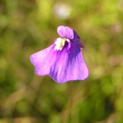 Utricularia dichotoma (Fairy Aprons, Purple Bladderwort) at Kambah, ACT - 29 Dec 2010 by MatthewFrawley