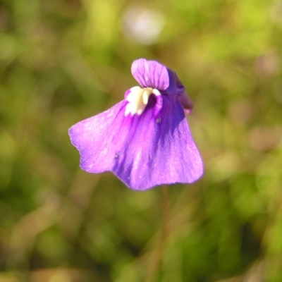 Utricularia dichotoma (Fairy Aprons, Purple Bladderwort) at Mount Taylor - 29 Dec 2010 by MatthewFrawley