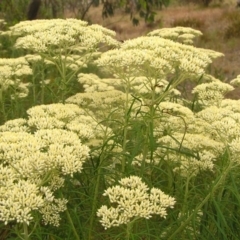 Cassinia longifolia (Shiny Cassinia, Cauliflower Bush) at Mount Taylor - 14 Dec 2012 by MatthewFrawley