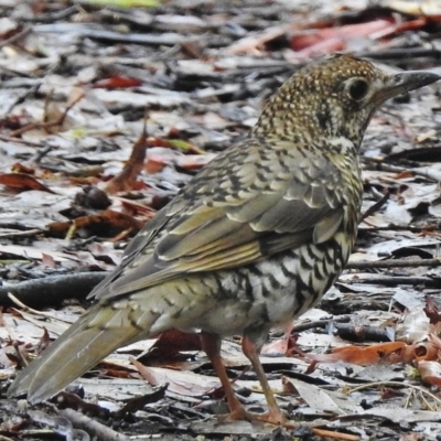 Zoothera lunulata (Bassian Thrush) at Tidbinbilla Nature Reserve - 24 Jan 2017 by JohnBundock