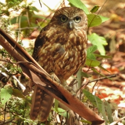 Ninox boobook (Southern Boobook) at Paddys River, ACT - 24 Jan 2017 by JohnBundock