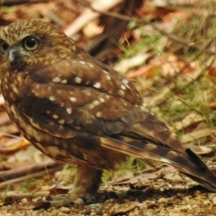 Ninox boobook at Paddys River, ACT - 24 Jan 2017