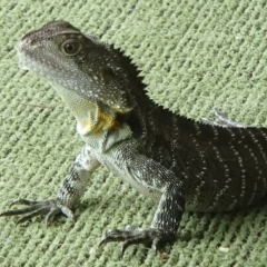 Intellagama lesueurii howittii (Gippsland Water Dragon) at Barragga Bay, NSW - 24 Jan 2017 by narelle