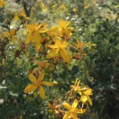 Hypericum perforatum (St John's Wort) at Paddys River, ACT - 10 Dec 2016 by michaelb