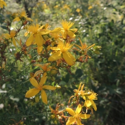 Hypericum perforatum (St John's Wort) at Paddys River, ACT - 10 Dec 2016 by michaelb