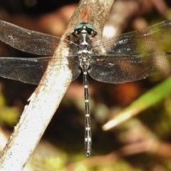 Eusynthemis guttata (Southern Tigertail) at Paddys River, ACT - 24 Jan 2017 by JohnBundock