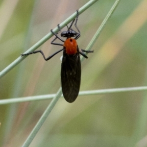 Cabasa pulchella at Cotter River, ACT - 24 Jan 2017 02:08 PM