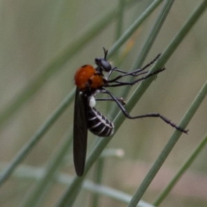 Cabasa pulchella at Cotter River, ACT - 24 Jan 2017 02:08 PM