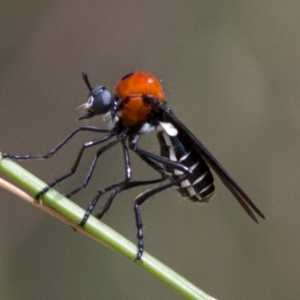 Cabasa pulchella at Cotter River, ACT - 24 Jan 2017 02:08 PM