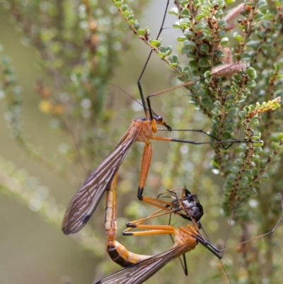 Harpobittacus australis (Hangingfly) at Cotter River, ACT - 24 Jan 2017 by JudithRoach