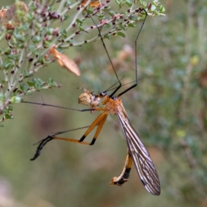 Harpobittacus australis at Cotter River, ACT - 24 Jan 2017