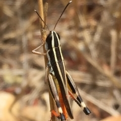 Macrotona australis (Common Macrotona Grasshopper) at Googong, NSW - 24 Jan 2017 by Wandiyali
