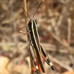 Macrotona australis (Common Macrotona Grasshopper) at QPRC LGA - 24 Jan 2017 by Wandiyali