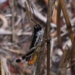 Macrotona australis at Googong, NSW - 24 Jan 2017