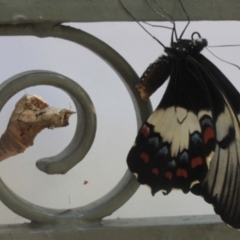 Papilio aegeus (Orchard Swallowtail, Large Citrus Butterfly) at O'Connor, ACT - 22 Jan 2012 by ibaird