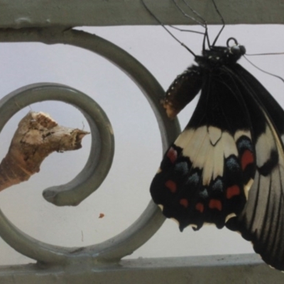 Papilio aegeus (Orchard Swallowtail, Large Citrus Butterfly) at O'Connor, ACT - 21 Jan 2012 by ibaird