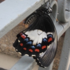 Papilio aegeus at O'Connor, ACT - 22 Jan 2012