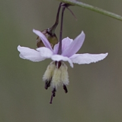 Arthropodium milleflorum (Vanilla Lily) at Cotter River, ACT - 24 Jan 2017 by JudithRoach