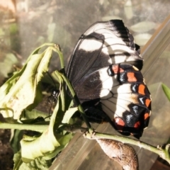 Papilio aegeus (Orchard Swallowtail, Large Citrus Butterfly) at Higgins, ACT - 13 May 2011 by AlisonMilton