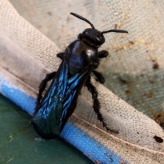 Austroscolia soror (Blue Flower Wasp) at Higgins, ACT - 26 Feb 2011 by Alison Milton