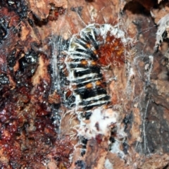 Chelepteryx collesi (White-stemmed Gum Moth) at Higgins, ACT - 1 Jan 2008 by AlisonMilton