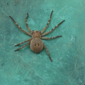 Neosparassus sp. (genus) at Higgins, ACT - 17 Oct 2005