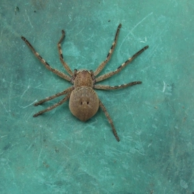 Neosparassus sp. (genus) (Unidentified Badge huntsman) at Higgins, ACT - 17 Oct 2005 by Alison Milton