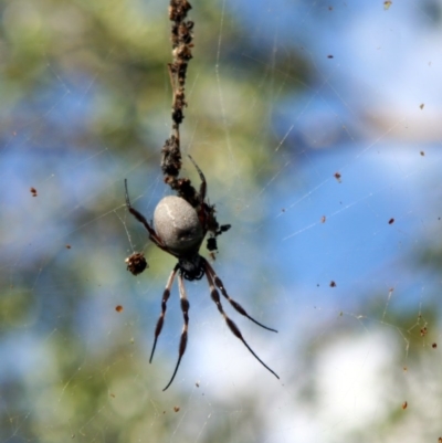 Trichonephila edulis (Golden orb weaver) at Higgins, ACT - 25 Mar 2006 by Alison Milton