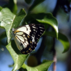 Belenois java at Higgins, ACT - 15 Nov 2008