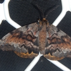 Chelepteryx collesi (White-stemmed Gum Moth) at Higgins, ACT - 23 Apr 2015 by AlisonMilton