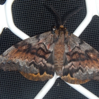 Chelepteryx collesi (White-stemmed Gum Moth) at Higgins, ACT - 22 Apr 2015 by Alison Milton