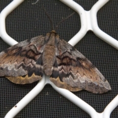 Chelepteryx collesi at Higgins, ACT - 23 Apr 2015