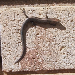 Lampropholis guichenoti at Higgins, ACT - 10 Apr 2008 01:25 PM