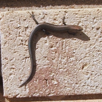 Lampropholis guichenoti (Common Garden Skink) at Higgins, ACT - 10 Apr 2008 by AlisonMilton