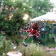 Hortophora transmarina (Garden Orb Weaver) at Higgins, ACT - 16 Feb 2006 by AlisonMilton