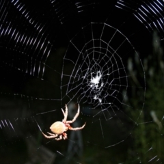 Hortophora transmarina (Garden Orb Weaver) at Higgins, ACT - 18 Feb 2006 by Alison Milton